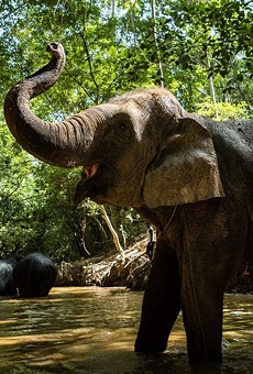 An elephant at the Kulen Forest Sanctuary