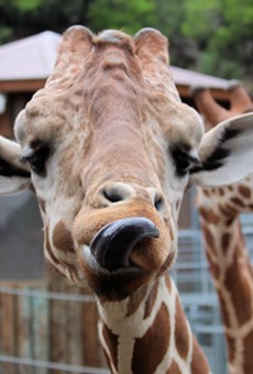 The San Antonio Zoo Announces Reopening Date