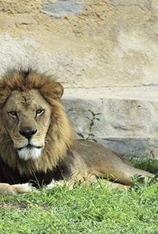 San Antonio Zoo to Increase Attendance Capacity to 50% Starting Saturday