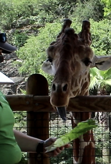 San Antonio Zoo Launches Two New Virtual Summer Camps (4)