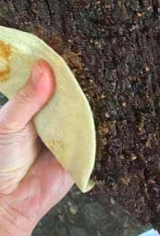 South Texas Man Goes Viral With Puro Tweet of Whole Brisket Stuffed Into Flour Tortilla