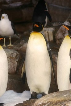 Penguin-cam and chill: SeaWorld San Antonio and KSAT introduce 24/7 penguin livestream