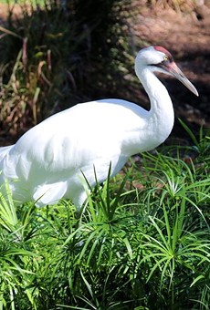 The San Antonio Zoo has been working to replenish the whooping crane population since the 1960s.