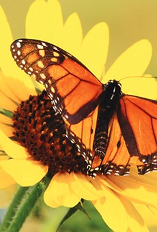 Migratory Monarch Decline Highlights Larger Problem of Pollination