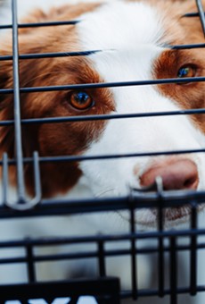 San Antonio bans retail sale of dogs and cats from breeders