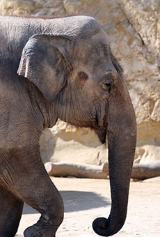 The Animal League Defense Fund alleges the San Antonio Zoo is violating the federal Endangered Species Act.
