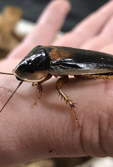 San Antonio Zoo brings back petty AF fundraiser where you can name a cockroach after your ex