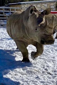 The San Antonio Zoo shared photos of its animals playing in the snow.