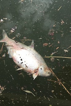River Authority investigating deaths of fish in San Antonio River due to freezing temperatures
