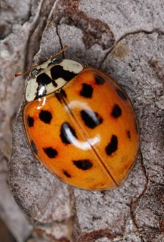 Ladybug Look-a-Likes are Invading Texas