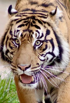 San Antonio Zoo debuts new tiger