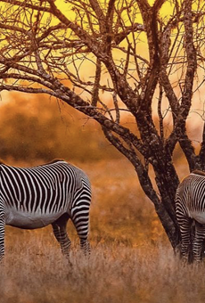 Exotic animal breeder Brian Gilroy wants to build a $500 million safari park on SA’s South Side.