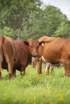 San Antonio-based grocery company H-E-B is now selling sustainable beef from Wholesome Meats.