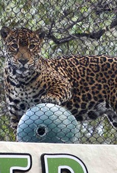 New Neotropica realm featuring endangered jaguars debuts at the San Antonio Zoo on Friday
