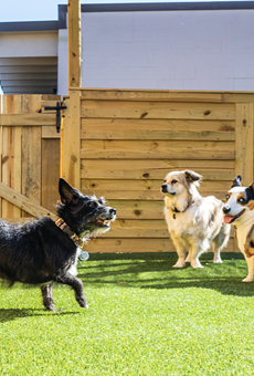 Good Dog will offer two outdoor play spaces near San Antonio's Pearl complex.