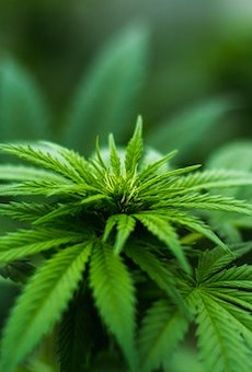 Scientific researchers have voiced concern that current federal rules make it unnecessarily difficult to obtain cannabis and other Schedule I substances.