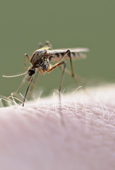 West Nile Infected Mosquitoes Detected in Bexar County