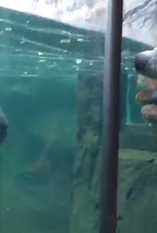 An Insanely Cute 2-Year-Old Hippo Just Debuted at the San Antonio Zoo