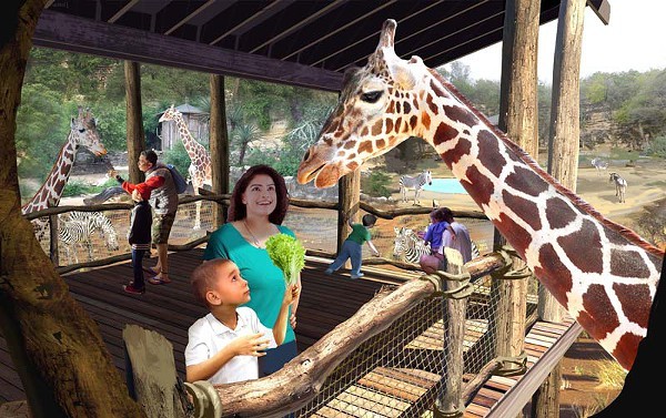 Bringing your beer to the new San Antonio Africa Live! exhibit might not be the best idea. Those giraffes might try to steal your drink. - COURTESY