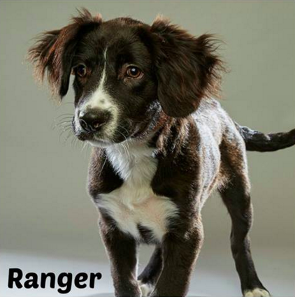 Ranger is one of three SA-native dogs to participate in this year's Puppy Bowl. - FACEBOOK/ALAMO RESCUE FRIENDS