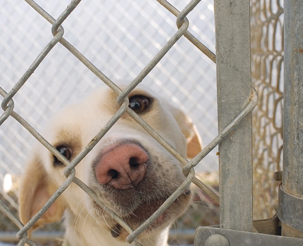 San Antonio Animal Care Services euthanized dogs and cats at its lowest rate ever in December 2015.