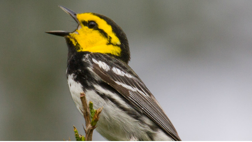 The golden-cheeked warbler only nests in central Texas ash-juniper and oak trees from March to July. -  U.S. FISH AND WILDLIFE WEBSITE