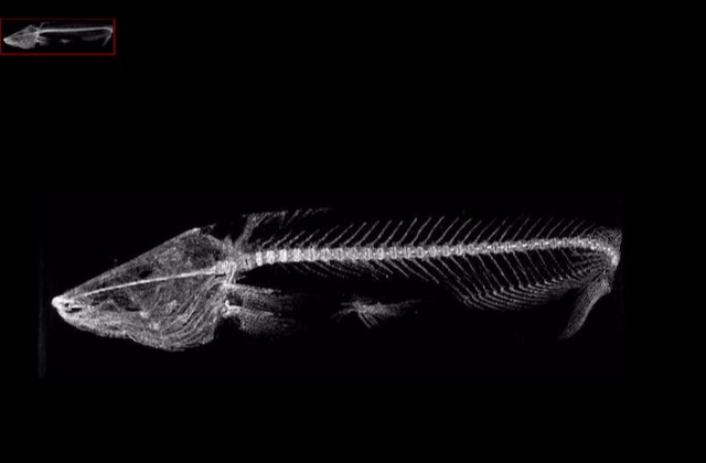 X-ray scan of a Satan fish - BIODIVERSITY RESEARCH AND TEACHING COLLECTIONS, TEXAS A&M UNIVERSITY