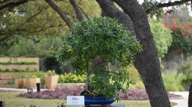 Established in 1973, the Bonsai Society is dedicated to promoting participation and enjoyment of bonsai.