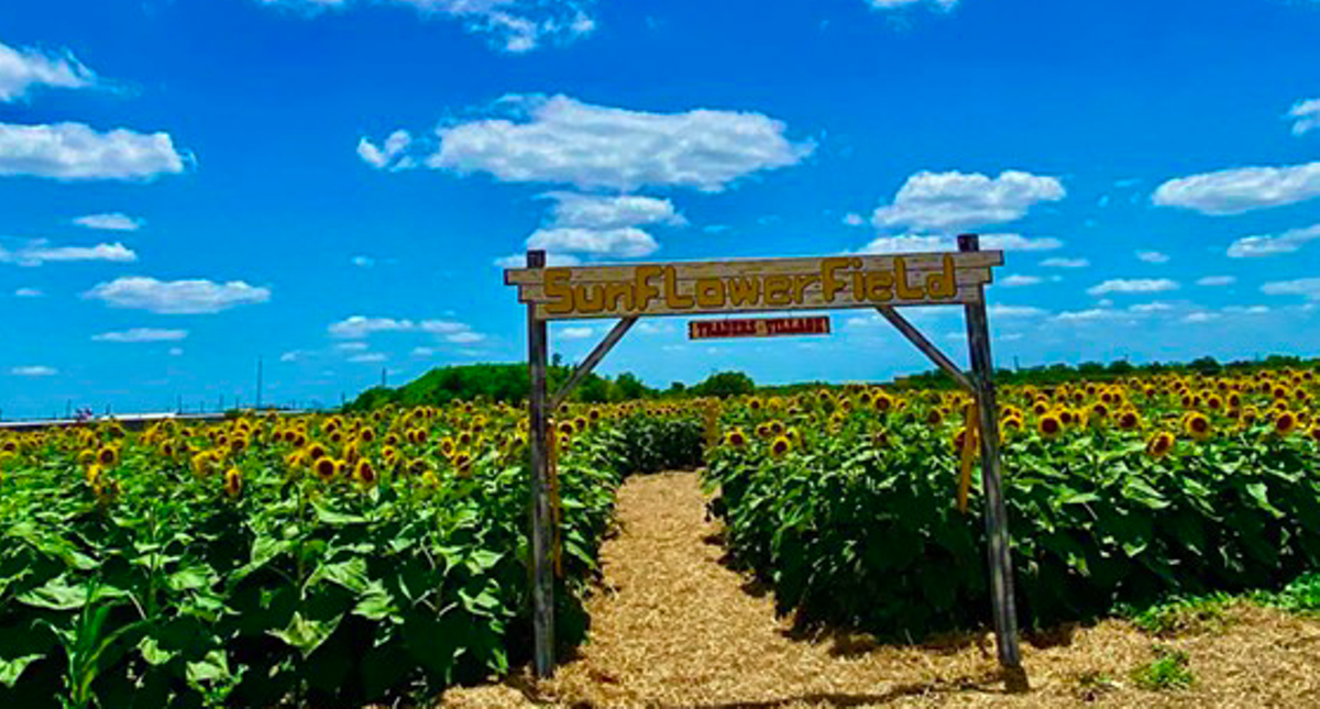 Sunflower Farmers: o jogo de fazendinha que está levando as taxas