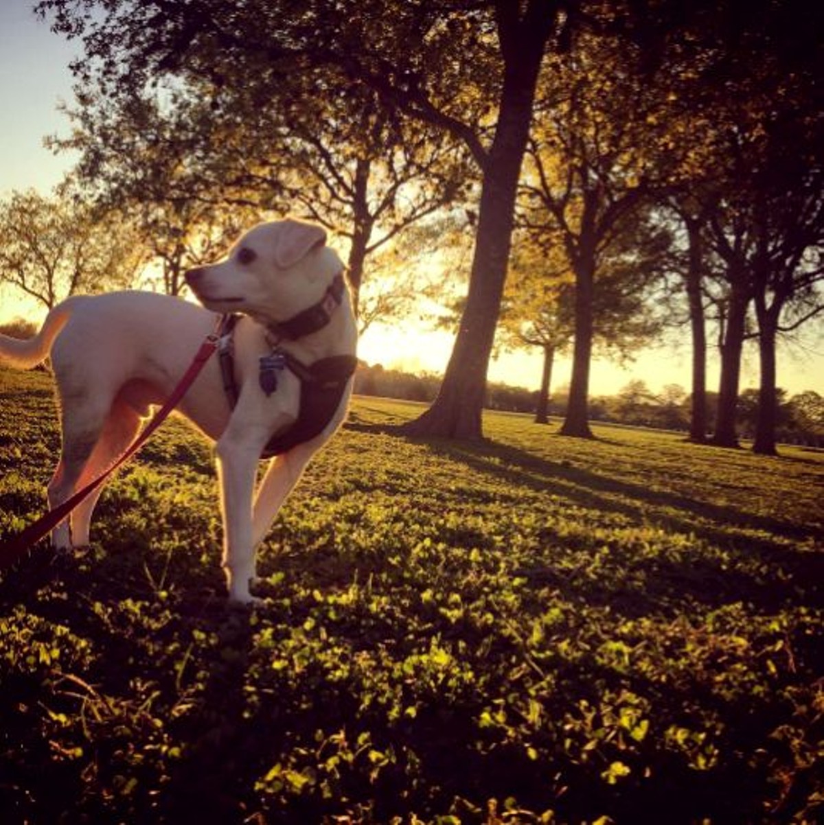 20 San Antonio Dog Parks That Will Make Your Tail Wag | San Antonio