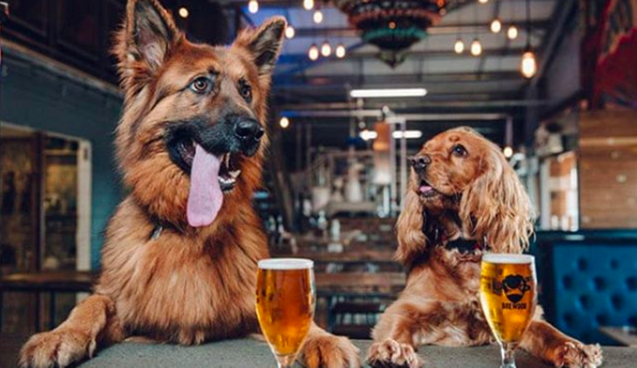 what happens if a dog drinks a beer