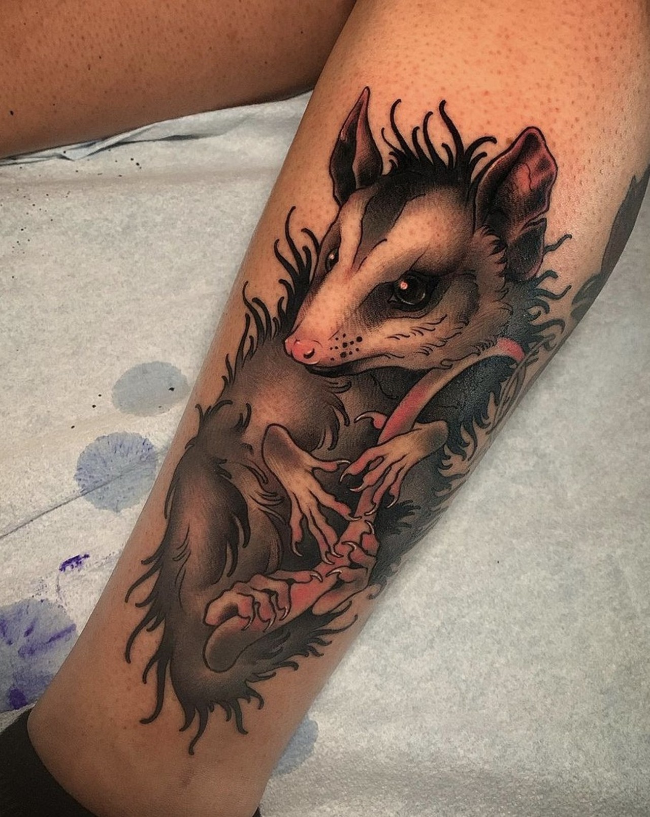 Share more than 67 traditional possum tattoo latest  incdgdbentre