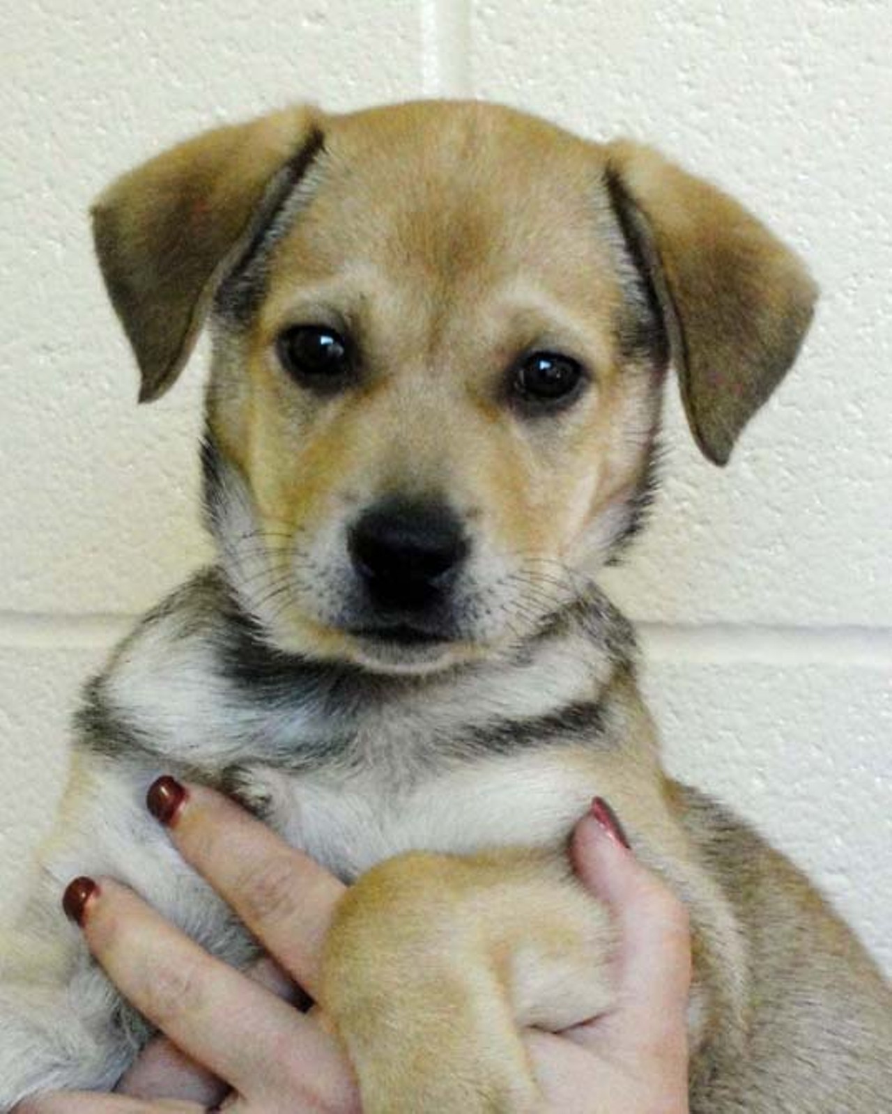 Bark in the Park - Perrito Grito - Animal Defense League of Texas