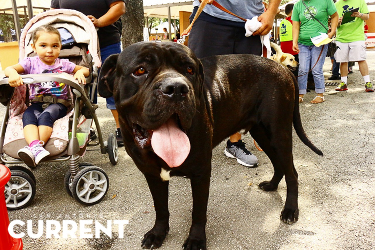 50 Photos Of Bark In The Park, San Antonio