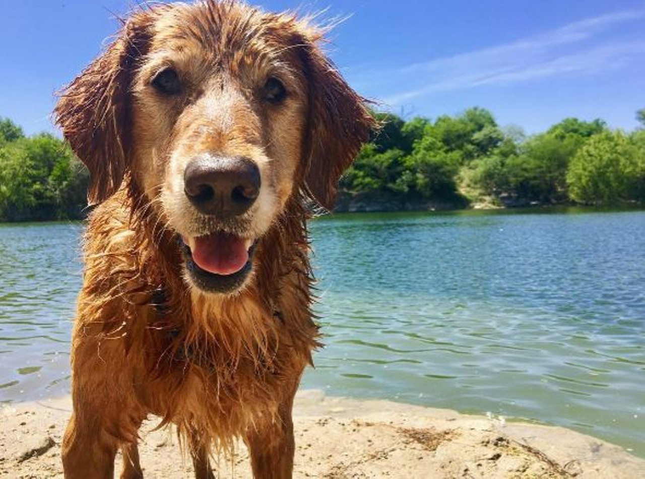 are dogs allowed at comanche lookout park