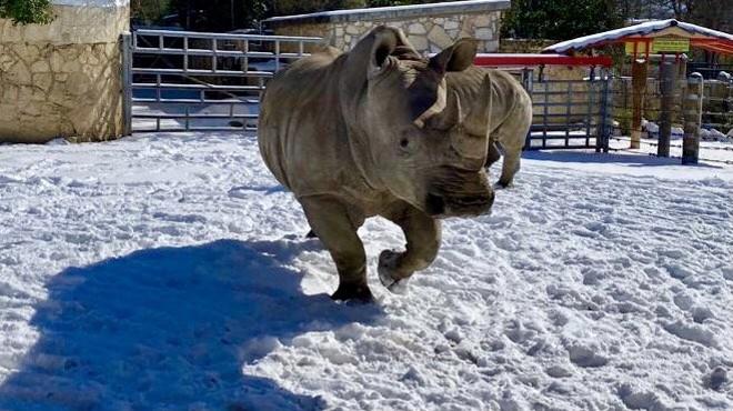 The San Antonio Zoo shared photos of its animals playing in the snow.