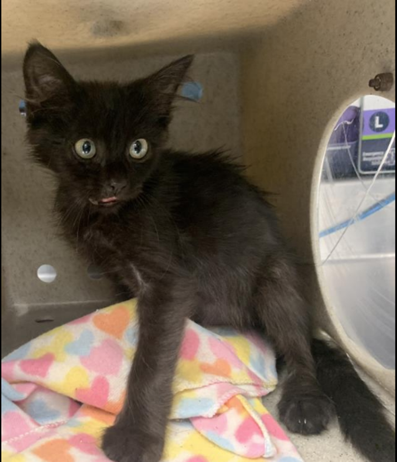 Unnamed, Pet ID A608600